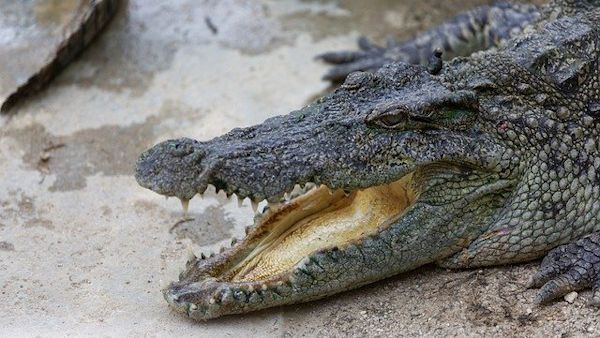 Matka wyrwala dziecko krokodyl