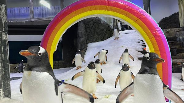 Pingwiny australijskie dzieci