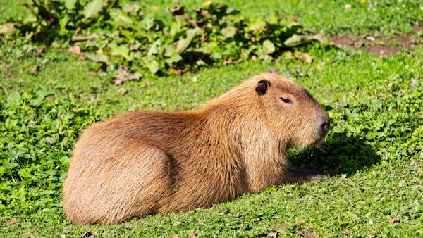Pluszowa kapibara