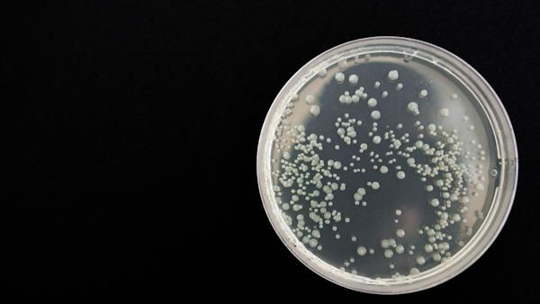 Bakterie drobnoustroje600